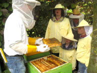 4 Aufbau eines Bienenstockes